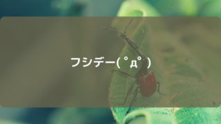 スポットライトアワー　フシデ