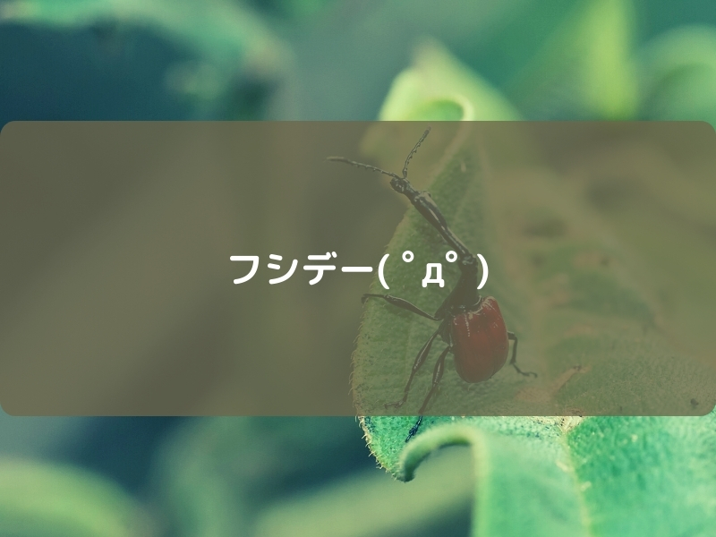 スポットライトアワー　フシデ